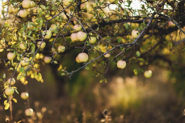 Особенности удобрения яблонь в осенний период